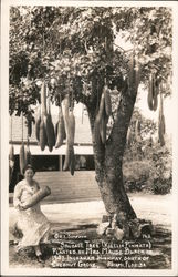 Sausage Tree Miami, FL Postcard Postcard Postcard