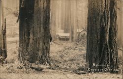 Redwoods Postcard