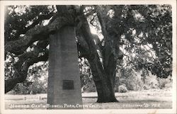 "Hooker Oak" In Bidwell Park Postcard