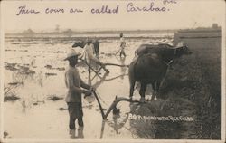 Plowing in the Rice Fields Postcard