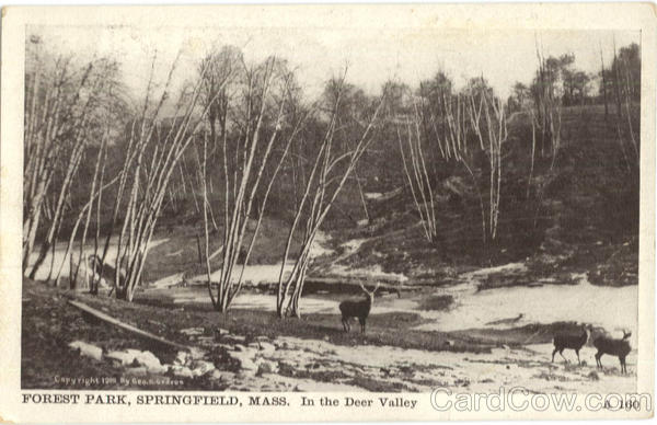 In the Deer Valley, Forest Park Springfield Massachusetts