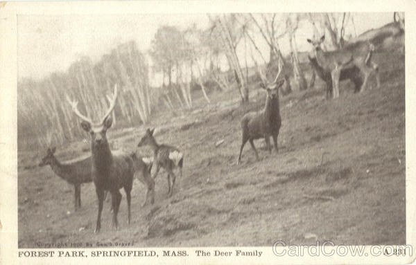 The Deer Family, Forest Park Springfield Massachusetts