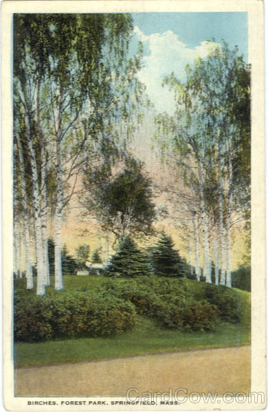Birches, Forest Park Springfield Massachusetts