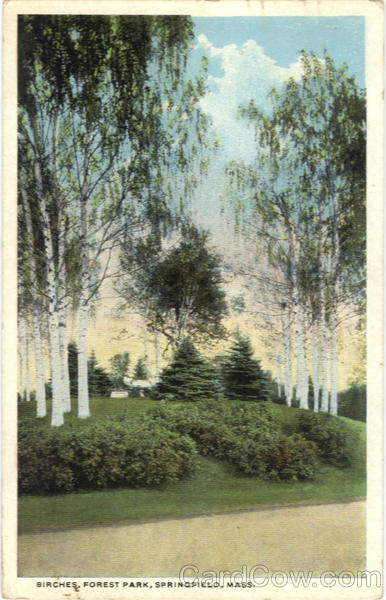 Birches, Forest Park Springfield Massachusetts