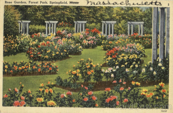 Rose Garden, Forest Park Springfield Massachusetts