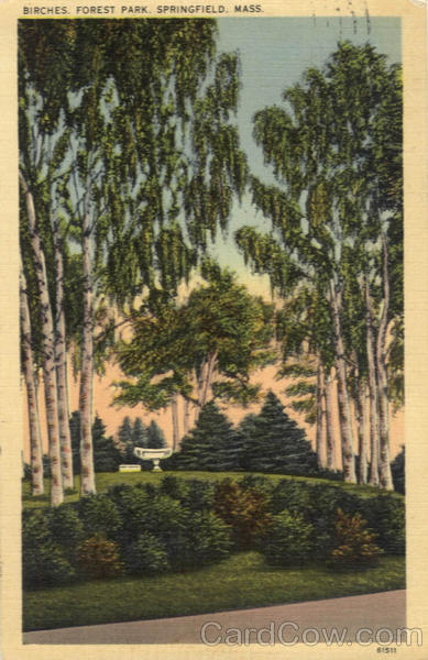 Birches, Forest Park Springfield Massachusetts