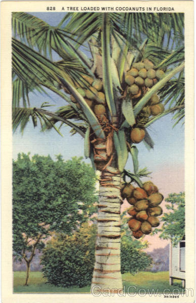 A Tree Loaded With Cocoanuts in Florida Trees