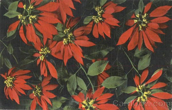 Florida's Gorgeous Poinsettias Flowers