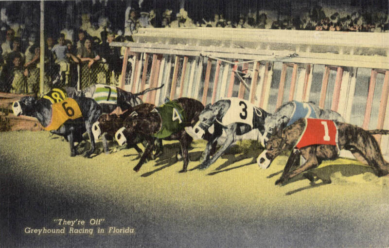 Greyhound Racing in Florida