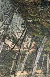 A Shady Nook on Massasoit Lake Postcard