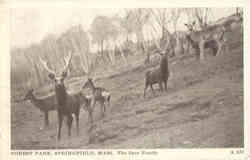 The Deer Family, Forest Park Postcard
