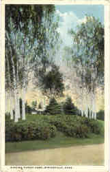 Birches, Forest Park Postcard