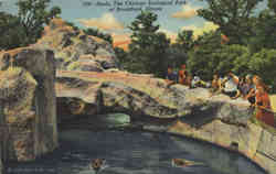 Seals, The Chicago Zoological Park at Brookfield Illinois Postcard Postcard