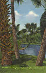 Tropical Splendor in Sarasota Jungle Gardens Postcard