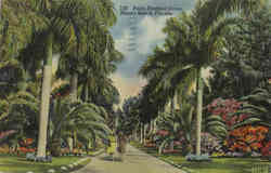 Palm Studded Drive Miami Beach, FL Postcard Postcard
