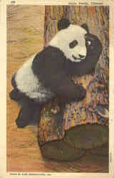 Giant Panda Postcard