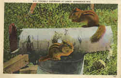 Friendly Chipmunks At Lunch Postcard 