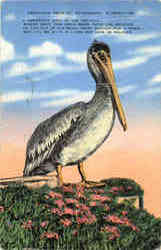 A Gorgeous Bird Is The Pelican Postcard