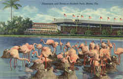 Flamingos and Nests at Hialeah Park, Hialeah Park Miami, FL Postcard Postcard