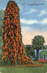 Flame Vine (Bignonia-Venusta) Flowers Postcard Postcard