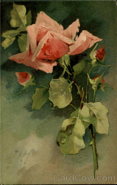 Pink Rose C. Klein