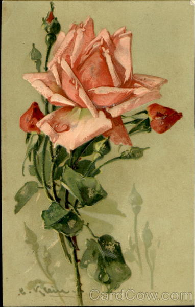 Pink Roses C. Klein