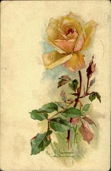 Yellow Rose C. Klein Postcard Postcard