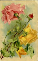 Roses C. Klein Postcard Postcard