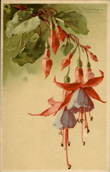 Flowers C. Klein Postcard Postcard