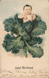 A baby poking out of a head of cabbage - Just arrived Postcard
