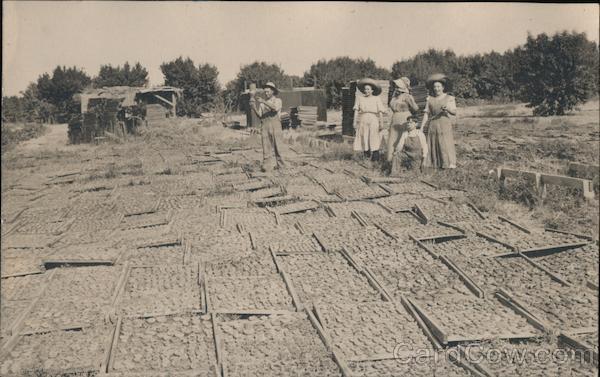 Drying Fruit California