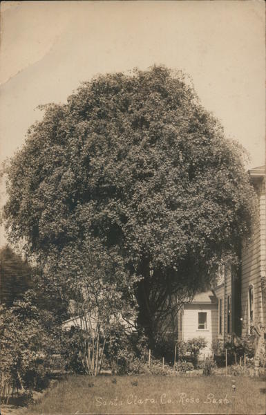 Huge Santa Clara County Rose Bush California