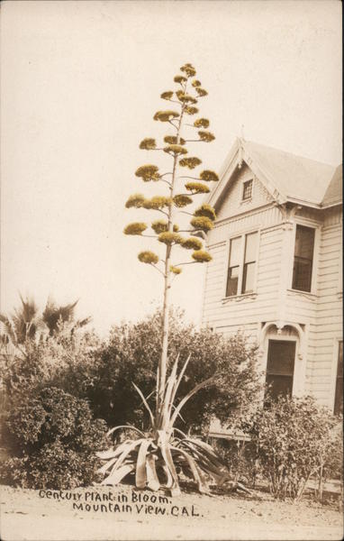 Century Plant in Bloom Mountain View California