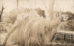 Frozen Trees Postcard