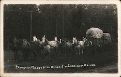 Wagon Team Freighting Forest Hill Divide, Jim Sheridan, Driver Foresthill, CA Postcard Postcard Postcard
