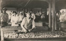 J.J. Dale Fruit Drier Postcard