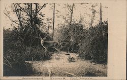 Ardenwood Farm Deer Postcard