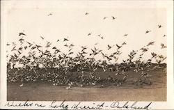 Flock of Ducks near Lake Merritt Postcard