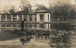 Feeding the Birds at Lake Merit Postcard