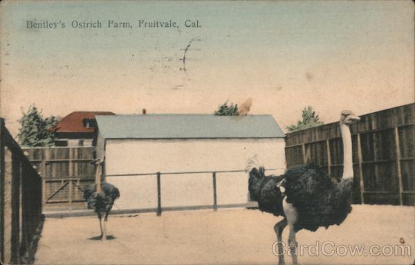 Bentley's Ostrich Farm Fruitvale California