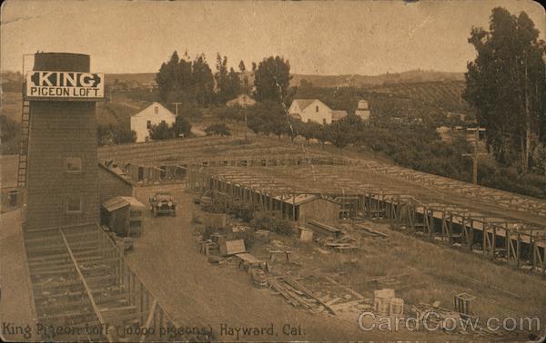 King Pigeon Loft Hayward California