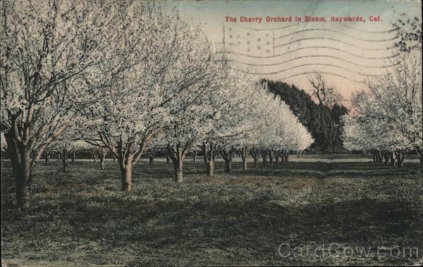 The Cherry Orchard in Bloom Hayward California