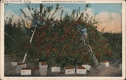 Greetings from Sunnyvale Postcard