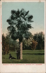Redwood Farm on Christmas Day Postcard