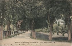Avenue in Grounds of Senator Clark Postcard