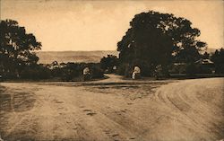 In Wellesley Park Postcard