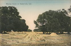 Hay Scene Postcard