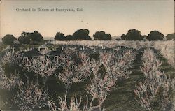 Orchard in Bloom Postcard