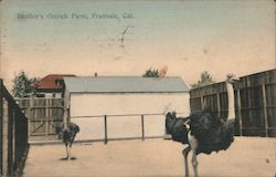 Bentley's Ostrich Farm Fruitvale, CA Postcard Postcard Postcard