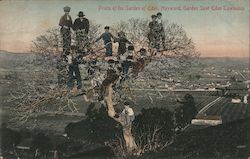Fruits of the Garden of Eden Postcard